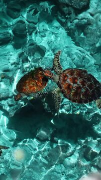 4K vertical: Sea turtles in a natural cave in blue clear water, Indian ocean, Zanzibar, Tanzania