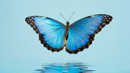 Obraz premium Majestic blue butterfly with delicate wings reflecting on water
