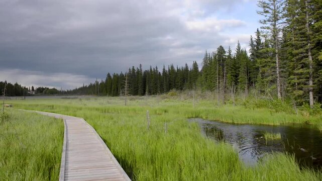 The Beaver Boardwalk is a unique, wooden pathway that winds through wetlands and fully functioning beaver pond in Hinton, Alberta with seating areas, interpretive signs and two observation towers.