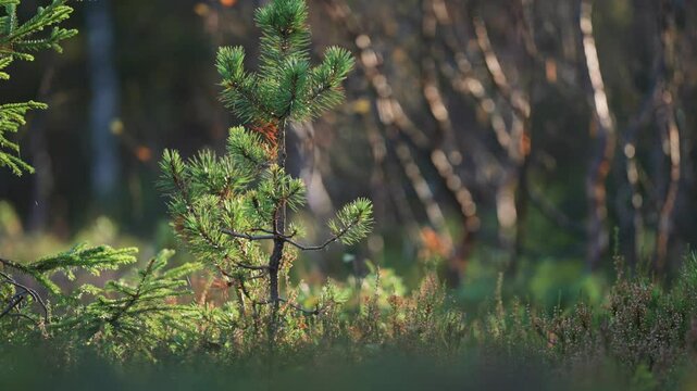 A young pine tree stands tall amidst the vibrant colors of the autumn landscape. Parallax video.