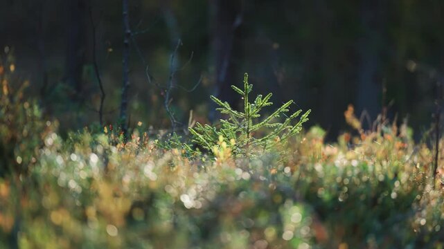 A young pine tree stands amidst the vibrant colors of the autumn landscape, showcasing the contrast between evergreen resilience and the seasonal beauty of fall foliage.