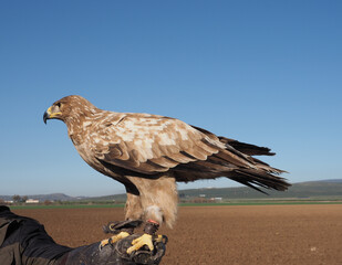 Beautiful specimen of raptor eagle, aquila rapax