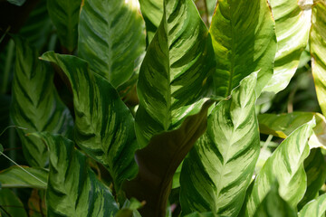 ゲッペルティア・メディオピクタ