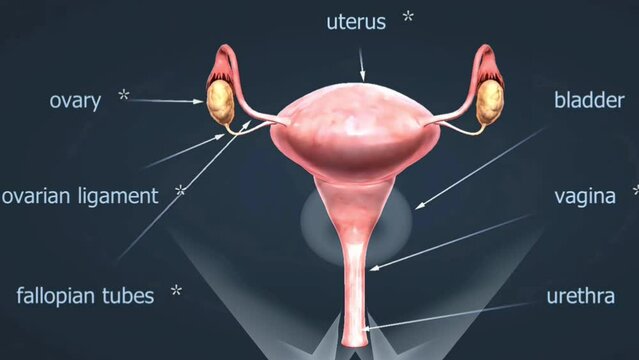 Anatomy of Human female reproductive system