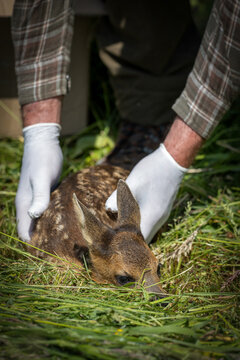 Rehkitzrettung, Kitz sichern vor der Mahd, Rehkitz mit Duckreflex auf der Wiese