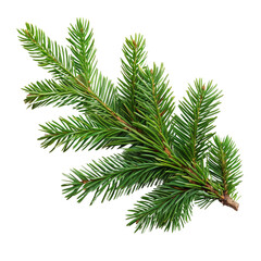Top view of green fir tree spruce branch with needles isolated on white background

