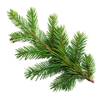 Top view of green fir tree spruce branch with needles isolated on white background

