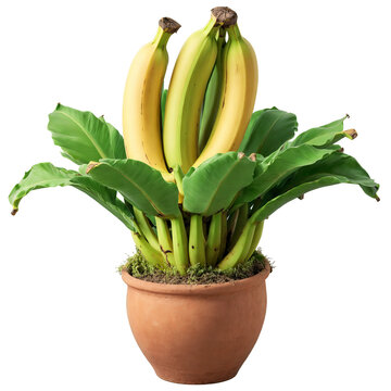 Lacatan Banana large green leaves and long curved sweet banana fruits in a classic terracotta