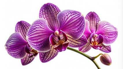 Fototapeta premium Exquisite purple orchid flower with delicate petals and intricate details set against a transparent background, showcasing its elegant beauty solo.