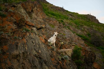 Dall sheep on the mountain