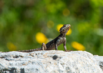 green lizard in the wild nature