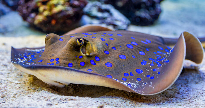 Frontal Close-up view of a Bluespotted Ribbontail Ray (Taeniura lymna)