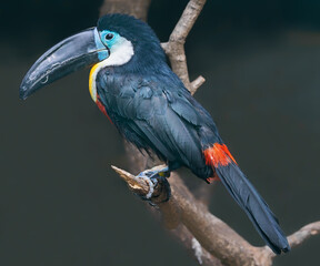Close-up view of a Channel-billed toucan (Ramphastos vitellinus)