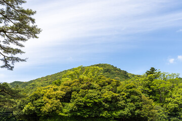 Fototapeta premium trees and sky