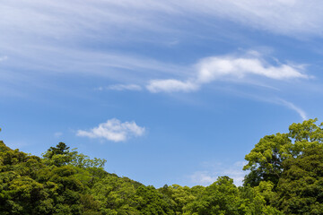 trees and sky