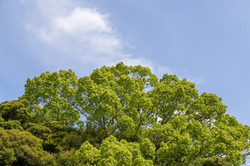 trees and blue sky