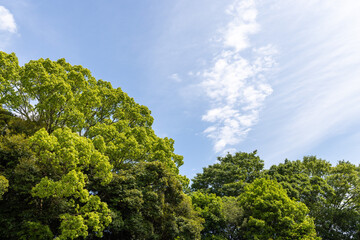 trees and sky