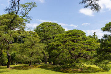 Obraz premium trees in the park