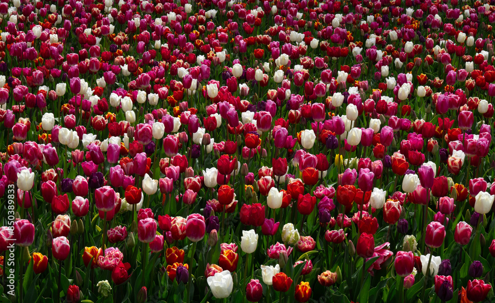 Wall mural Tulips flowers blooming in the spring