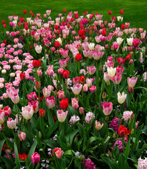 field of tulips