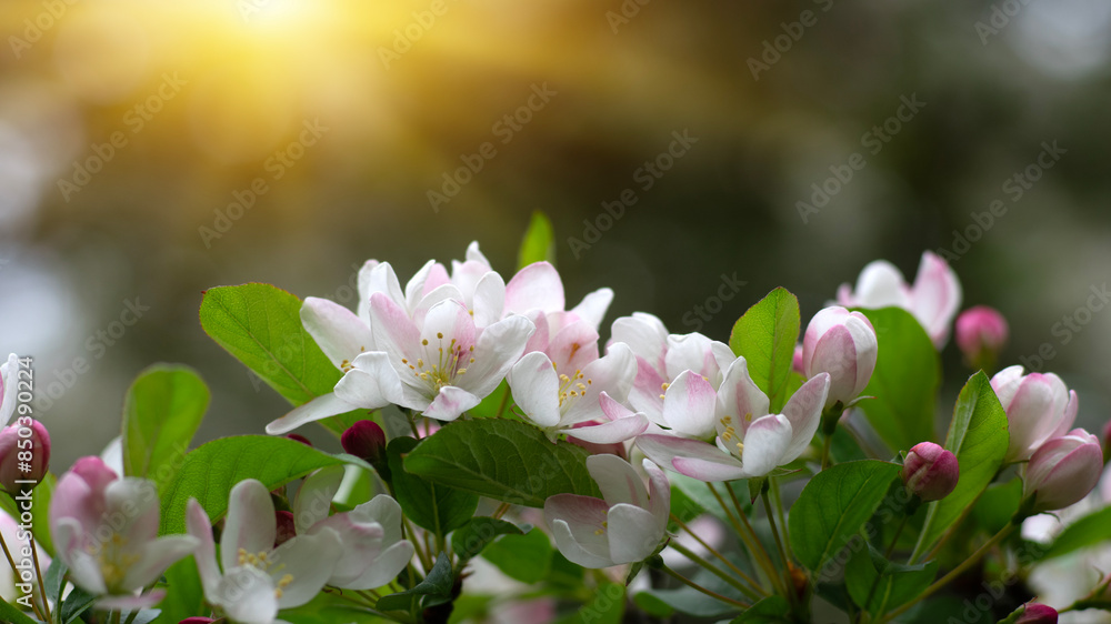 Sticker blooming apple tree in the spring