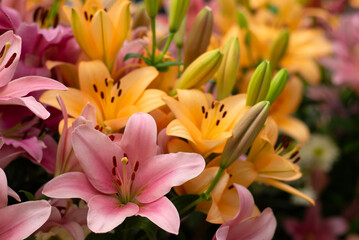 Obraz premium Colorful lilies on blurred floral
