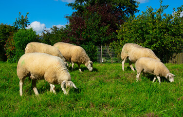 Obraz premium Sheep on green grass