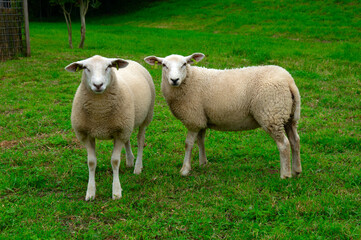Obraz premium Sheep on green grass