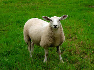 Sheep on green grass