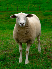 Fototapeta premium Sheep grazing on a farm