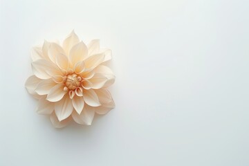 Minimalist yellow flower on white background with shallow depth of field, ideal for text overlay