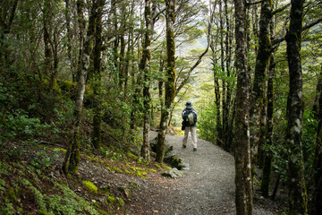 Man walking among moss covered trees. Arthur’s Pass, South Island, New Zealand.