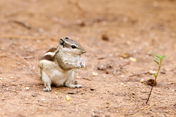 Cute little chipmunk sitting on ground and eats kernel of corn in green park and looking around,...