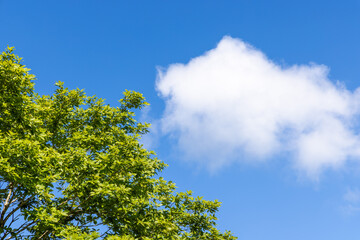 Obraz premium tree and sky