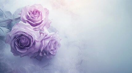Beautiful Background of Purple Roses with Copy Space