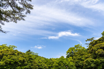 Obraz premium trees and sky