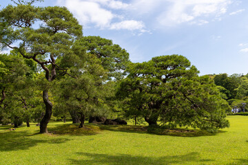 trees in spring