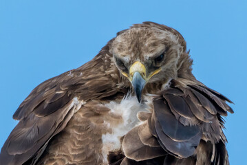 red tailed hawk