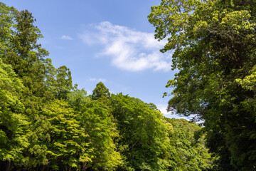 trees in the mountains