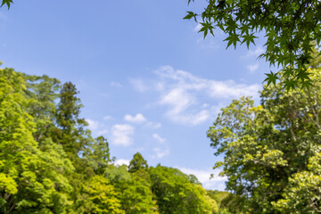 Fototapeta premium green trees and blue sky