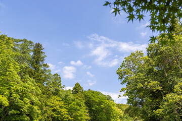 trees and sky