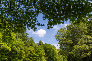 Obraz premium trees and sky