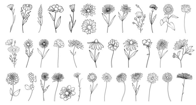 Autumn botanical line drawing set, hand drawn fall flowers, line drawing vector illustration