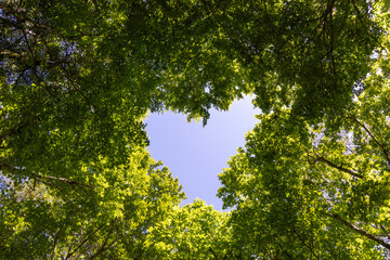 leaves and sky