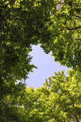 green forest in summer