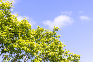 flowers and sky