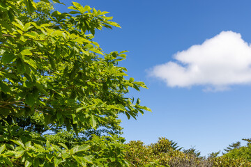 green leaves against blue sky