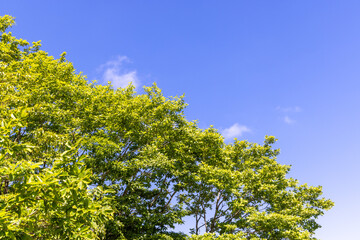 Fototapeta premium leaves against blue sky