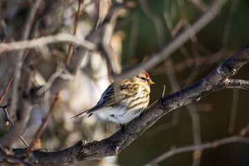 bird on the branch
