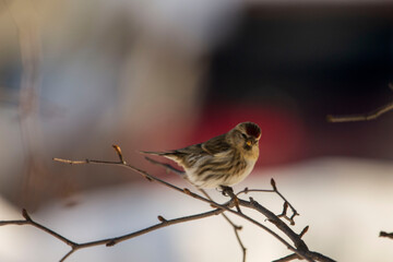bird on the branch